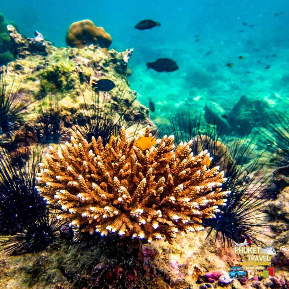 ทัวร์เกาะไข่ เรือยอร์ช คาตามารัน ทัวร์เกาะไข่ เรือยอร์ช คาตามารัน