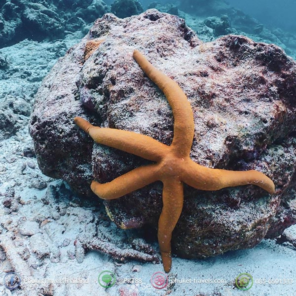 ทัวร์สิมิลัน SeaStar ราคาถูก