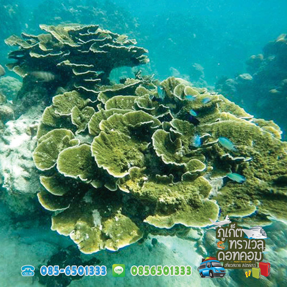 ทัวร์เกาะพีพี เกาะไม้ท่อน เกาะไข่ ราคาถูก ทัวร์เกาะพีพี เกาะไม้ท่อน เกาะไข่ ราคาถูก