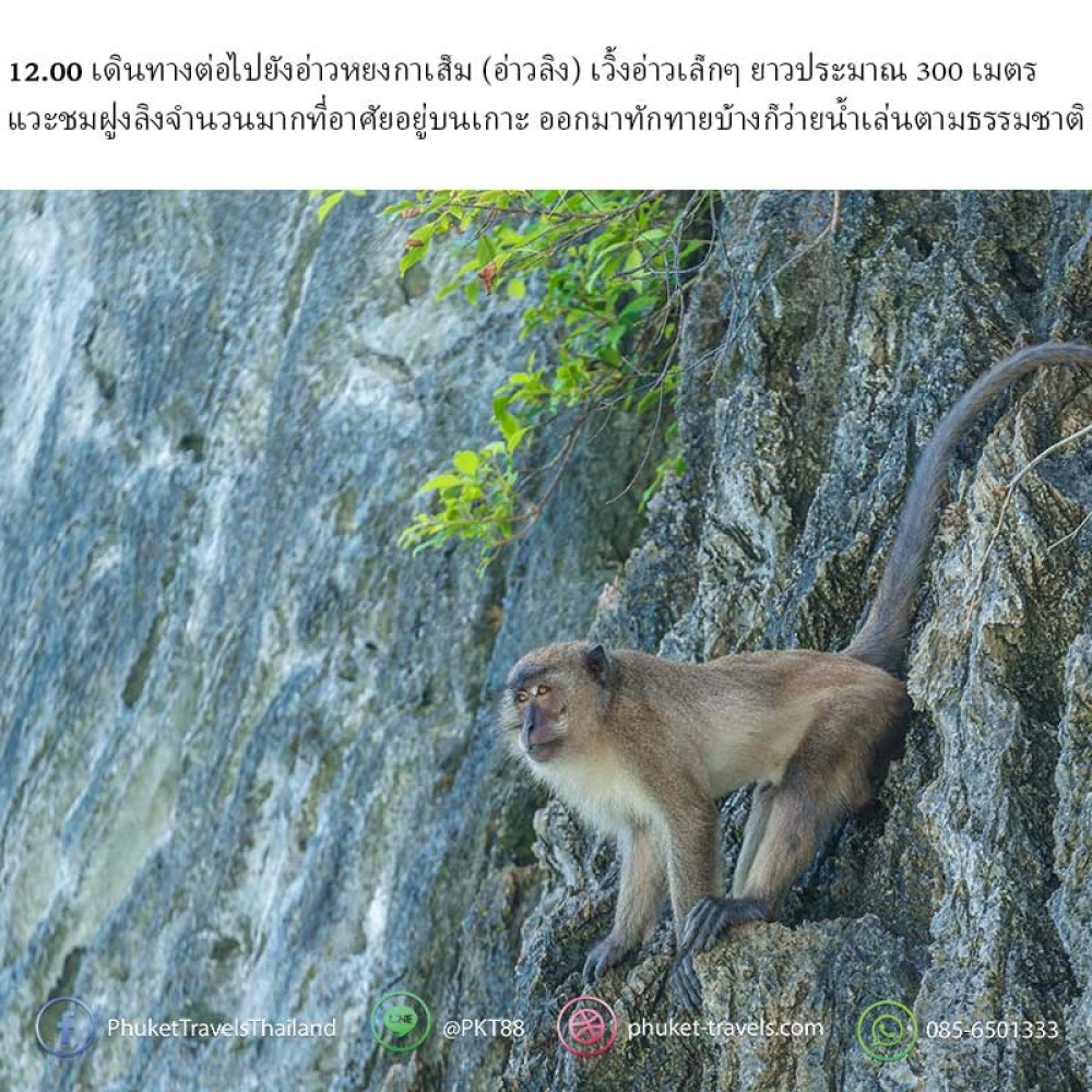 เกาะพีพี ปิเละลากูน เกาะไม้ใผ่