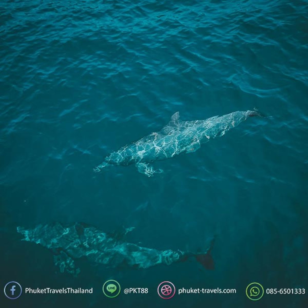 เกาะพีพี เกาะไม้ท่อน Speed Catamaran เกาะพีพี เกาะไม้ท่อน Speed Catamaran